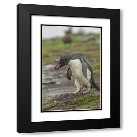 Bleaker Island Rockhopper penguin with pebble Black Modern Wood Framed Art Print with Double Matting by Illg, Cathy and Gordon