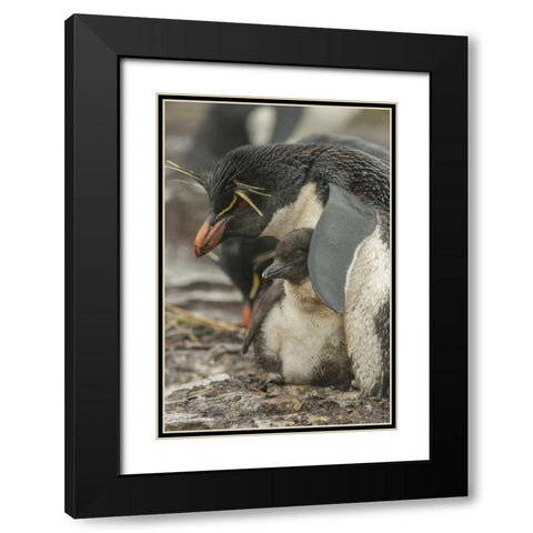Bleaker Island Rockhopper penguin and chick Black Modern Wood Framed Art Print with Double Matting by Illg, Cathy and Gordon
