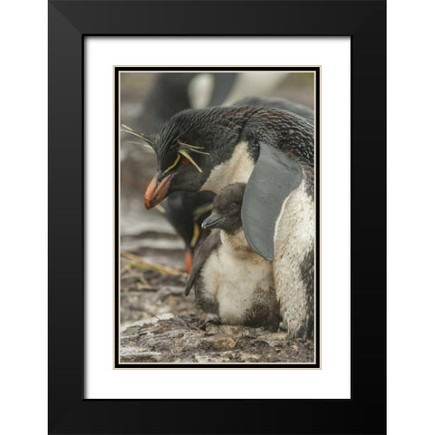 Bleaker Island Rockhopper penguin and chick Black Modern Wood Framed Art Print with Double Matting by Illg, Cathy and Gordon