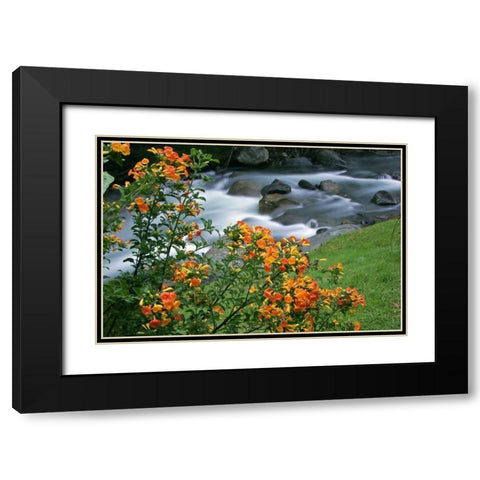 Costa Rica, Savegre River Valley Wildflowers Black Modern Wood Framed Art Print with Double Matting by Illg, Cathy and Gordon