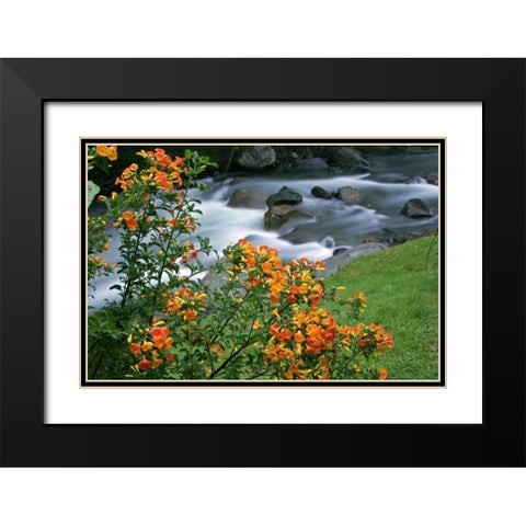 Costa Rica, Savegre River Valley Wildflowers Black Modern Wood Framed Art Print with Double Matting by Illg, Cathy and Gordon