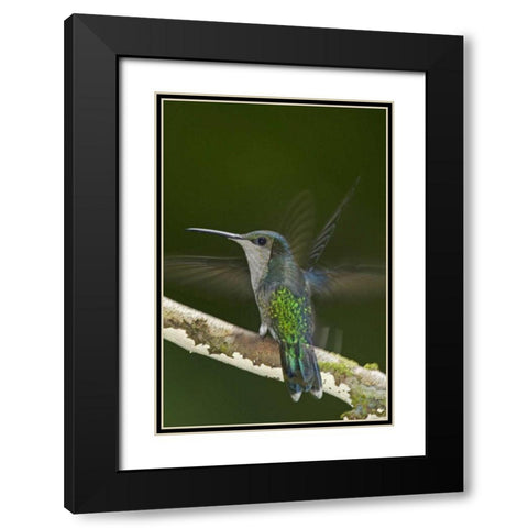 Costa Rica, Crowned wood nymph butterfly Black Modern Wood Framed Art Print with Double Matting by Illg, Cathy and Gordon