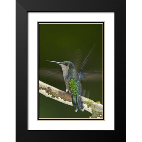 Costa Rica, Crowned wood nymph butterfly Black Modern Wood Framed Art Print with Double Matting by Illg, Cathy and Gordon