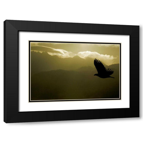 AK, Homer Silhouette of bald eagle flying Black Modern Wood Framed Art Print with Double Matting by Morris, Arthur