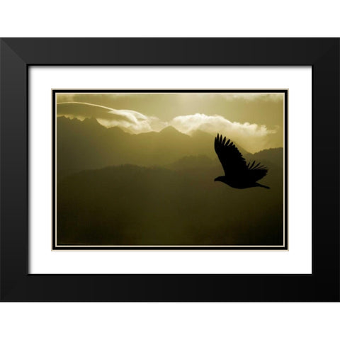 AK, Homer Silhouette of bald eagle flying Black Modern Wood Framed Art Print with Double Matting by Morris, Arthur