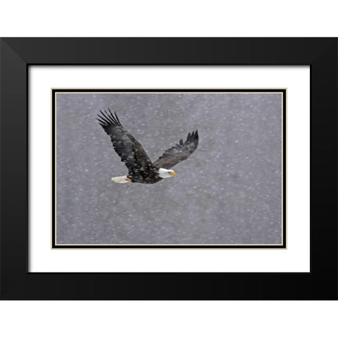 AK, Chilkat Bald eagle flying through snowstorm Black Modern Wood Framed Art Print with Double Matting by Illg, Cathy and Gordon
