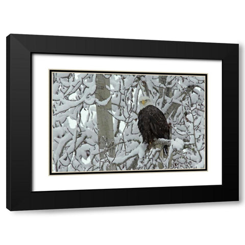 AK, Chilkat Bald eagle on snow- covered tree Black Modern Wood Framed Art Print with Double Matting by Illg, Cathy and Gordon