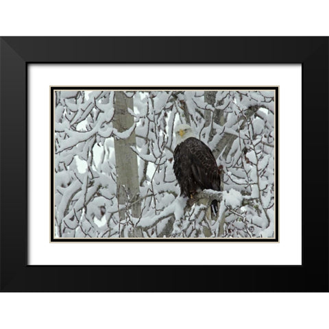 AK, Chilkat Bald eagle on snow- covered tree Black Modern Wood Framed Art Print with Double Matting by Illg, Cathy and Gordon