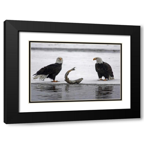 AK, Chilkat Pair of bald eagles waiting to feed Black Modern Wood Framed Art Print with Double Matting by Illg, Cathy and Gordon