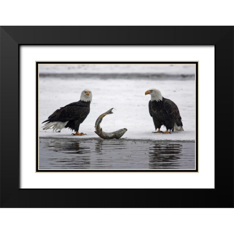 AK, Chilkat Pair of bald eagles waiting to feed Black Modern Wood Framed Art Print with Double Matting by Illg, Cathy and Gordon