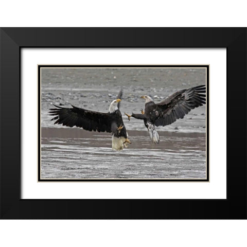 AK, Chilkat Two bald eagles fighting Black Modern Wood Framed Art Print with Double Matting by Illg, Cathy and Gordon