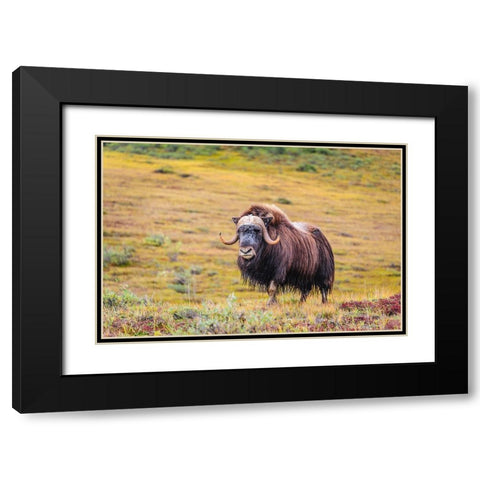 USA- Alaska- Noatak National Preserve. Bull Muskox on the arctic tundra. Black Modern Wood Framed Art Print with Double Matting by Norrsell, Fredrik