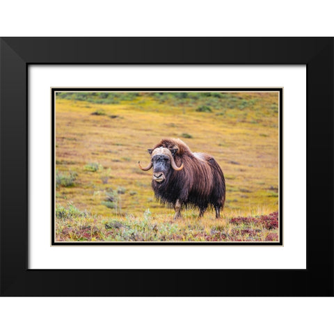 USA- Alaska- Noatak National Preserve. Bull Muskox on the arctic tundra. Black Modern Wood Framed Art Print with Double Matting by Norrsell, Fredrik
