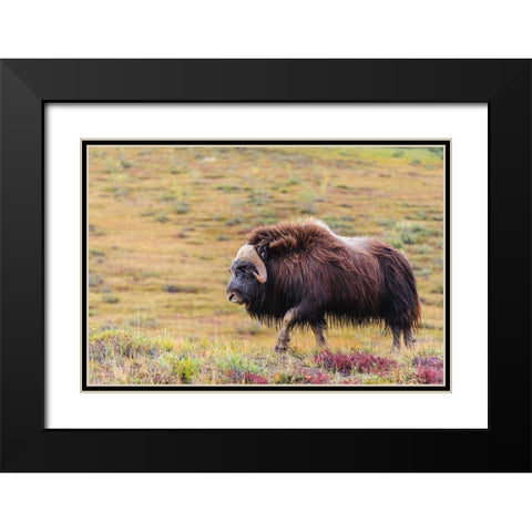 USA- Alaska- Noatak National Preserve. Bull Muskox on the arctic tundra. Black Modern Wood Framed Art Print with Double Matting by Norrsell, Fredrik
