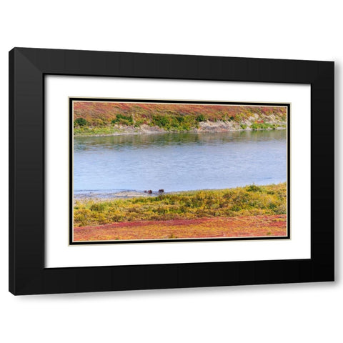 USA- Alaska- Noatak National Preserve. Muskox- a bull- a cow and a calf- along the Noatak River. Black Modern Wood Framed Art Print with Double Matting by Norrsell, Fredrik
