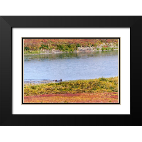 USA- Alaska- Noatak National Preserve. Muskox- a bull- a cow and a calf- along the Noatak River. Black Modern Wood Framed Art Print with Double Matting by Norrsell, Fredrik