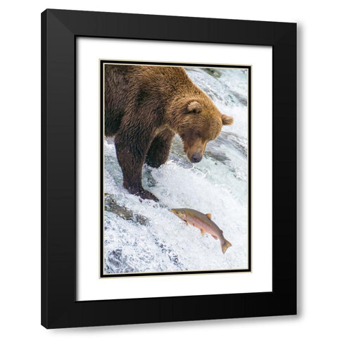 Alaska- Brooks Falls. Grizzly bear at the top of the falls watching a fish jump. Black Modern Wood Framed Art Print with Double Matting by Muir, Janet