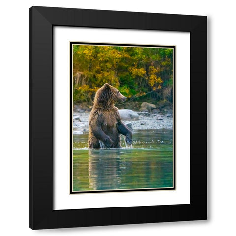 Alaska- Lake Clark. Grizzly bear stands up in the water. Black Modern Wood Framed Art Print with Double Matting by Muir, Janet