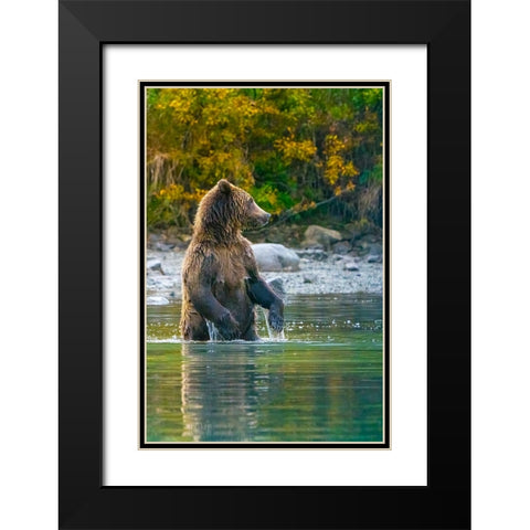 Alaska- Lake Clark. Grizzly bear stands up in the water. Black Modern Wood Framed Art Print with Double Matting by Muir, Janet