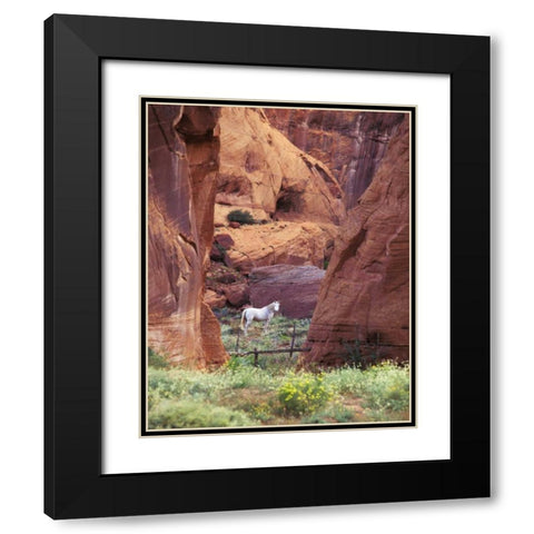 AZ, White Mts, Canyon de Chelly, White horse Black Modern Wood Framed Art Print with Double Matting by Rotenberg, Nancy
