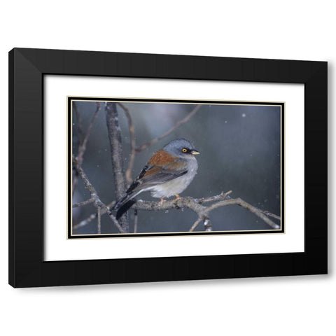 AZ, Madera Canyon Yellow-eyed junco in snowstorm Black Modern Wood Framed Art Print with Double Matting by Welling, Dave