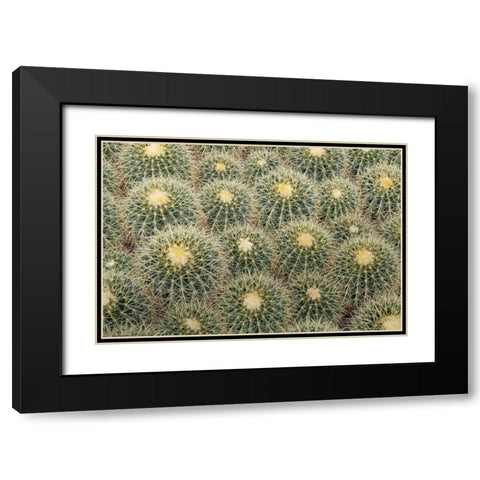Arizona, Tucson Cactus at Bachs Cactus Nursery Black Modern Wood Framed Art Print with Double Matting by Paulson, Don