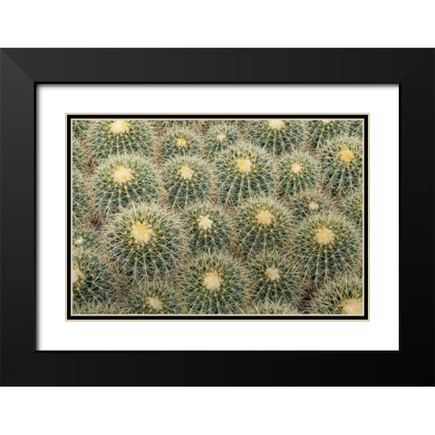 Arizona, Tucson Cactus at Bachs Cactus Nursery Black Modern Wood Framed Art Print with Double Matting by Paulson, Don