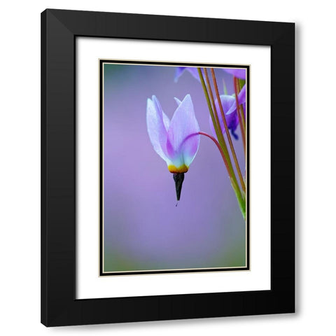 Meadow of Jeffreys Shooting star flowers-Tuolumne Meadows-Yosemite National Park-California Black Modern Wood Framed Art Print with Double Matting by Jones, Adam