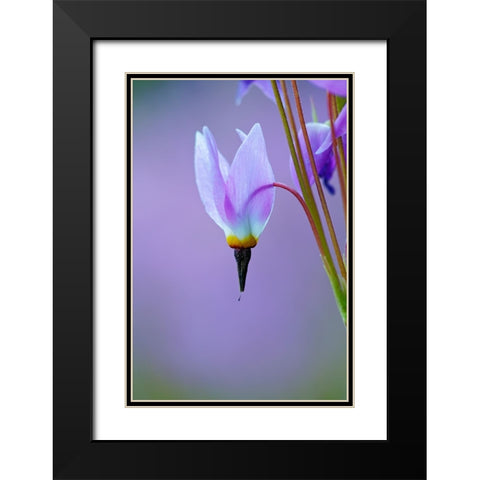Meadow of Jeffreys Shooting star flowers-Tuolumne Meadows-Yosemite National Park-California Black Modern Wood Framed Art Print with Double Matting by Jones, Adam