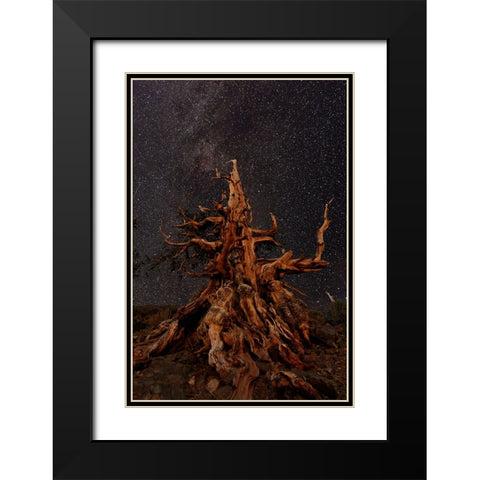 Bristlecone pine and Milky Way-White Mountains-Inyo National Forest-California Black Modern Wood Framed Art Print with Double Matting by Jones, Adam