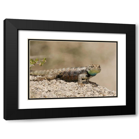 CA, Joshua Tree NPYellow-backed spiny lizard Black Modern Wood Framed Art Print with Double Matting by Welling, Dave
