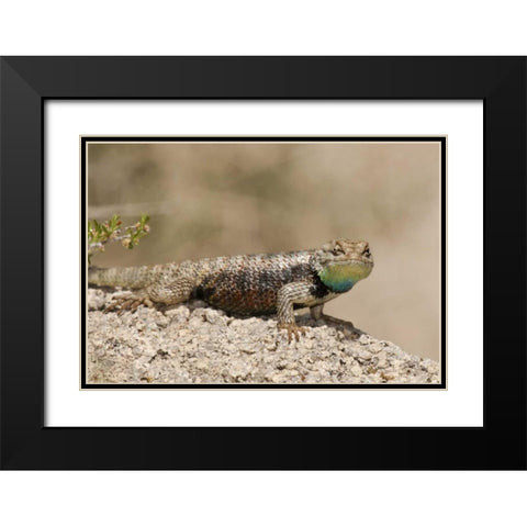 CA, Joshua Tree NPYellow-backed spiny lizard Black Modern Wood Framed Art Print with Double Matting by Welling, Dave
