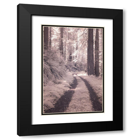 California Redwood National Park-infrared of Redwood forest along the old Pacific Highway Black Modern Wood Framed Art Print with Double Matting by Eggers, Terry