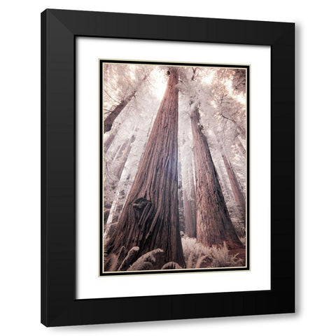 California Redwood National Park-infrared of Redwood forest Black Modern Wood Framed Art Print with Double Matting by Eggers, Terry