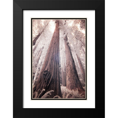 California Redwood National Park-infrared of Redwood forest Black Modern Wood Framed Art Print with Double Matting by Eggers, Terry