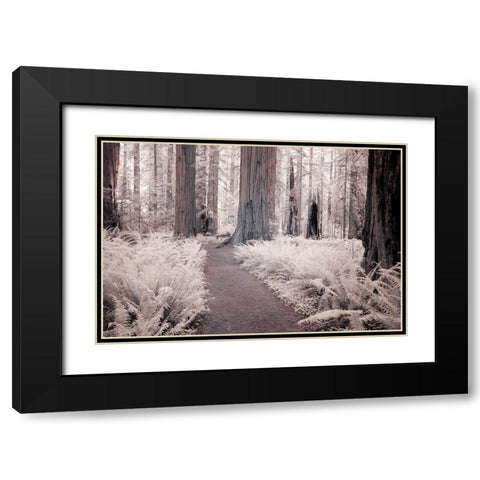 California Redwood National Park-infrared of Redwood forest along hiking trail Black Modern Wood Framed Art Print with Double Matting by Eggers, Terry