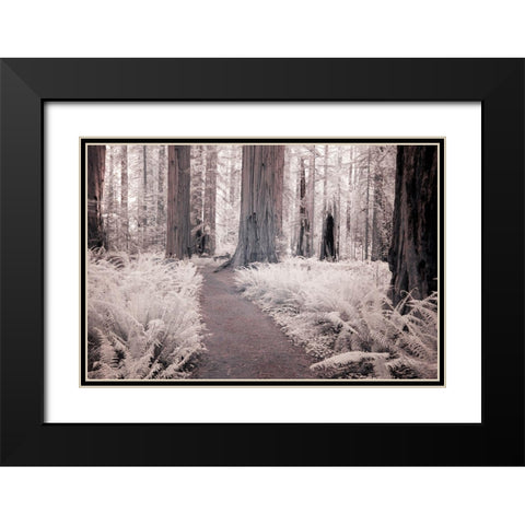 California Redwood National Park-infrared of Redwood forest along hiking trail Black Modern Wood Framed Art Print with Double Matting by Eggers, Terry