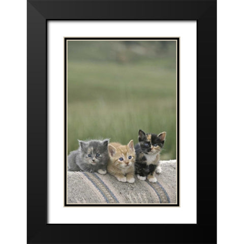 CO, Divide Barn kittens pose on a horse blanket Black Modern Wood Framed Art Print with Double Matting by Grall, Don