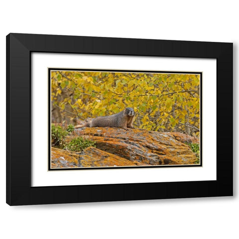 CO, Rocky Mts Yellow-bellied marmot on an autumm Black Modern Wood Framed Art Print with Double Matting by Illg, Cathy and Gordon