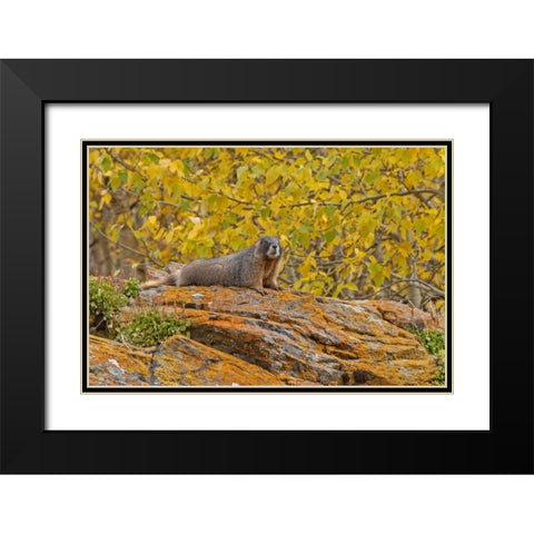 CO, Rocky Mts Yellow-bellied marmot on an autumm Black Modern Wood Framed Art Print with Double Matting by Illg, Cathy and Gordon