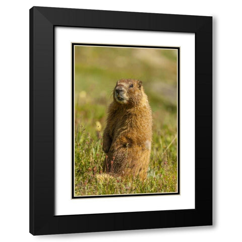 CO, San Juan Mts Yellow-bellied marmot in grass Black Modern Wood Framed Art Print with Double Matting by Illg, Cathy and Gordon
