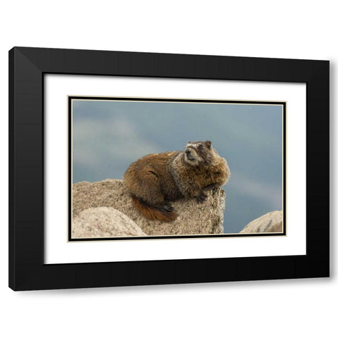 CO, San Juan Mts Yellow-bellied marmot on rock Black Modern Wood Framed Art Print with Double Matting by Illg, Cathy and Gordon