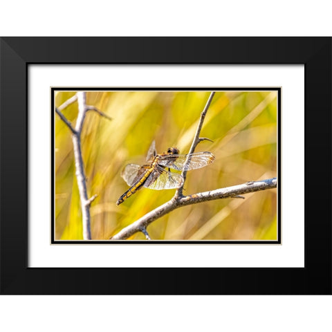 USA-Colorado-Boulder Dragonfly on stem Black Modern Wood Framed Art Print with Double Matting by Jaynes Gallery