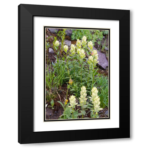 USA-Colorado-Uncompahgre National Forest Yellow paintbrush flowers close-up Black Modern Wood Framed Art Print with Double Matting by Jaynes Gallery