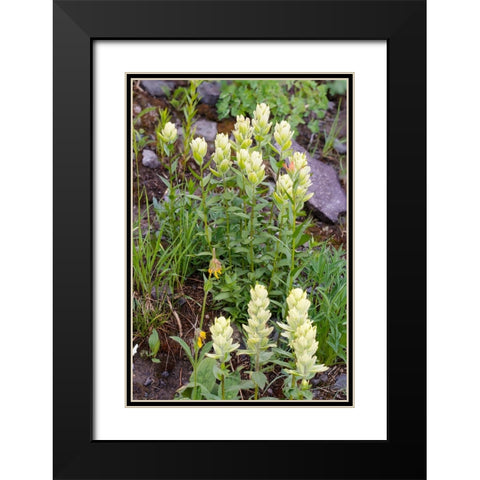 USA-Colorado-Uncompahgre National Forest Yellow paintbrush flowers close-up Black Modern Wood Framed Art Print with Double Matting by Jaynes Gallery