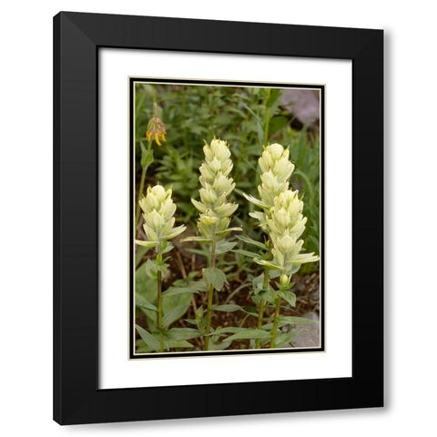 USA-Colorado-Uncompahgre National Forest Yellow paintbrush flowers close-up Black Modern Wood Framed Art Print with Double Matting by Jaynes Gallery