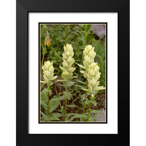 USA-Colorado-Uncompahgre National Forest Yellow paintbrush flowers close-up Black Modern Wood Framed Art Print with Double Matting by Jaynes Gallery