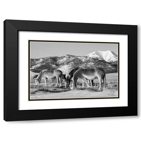 USA-Colorado-Westcliffe Music Meadows Ranch Herd of horses with Rocky Mountains in the distance Black Modern Wood Framed Art Print with Double Matting by Hopkins, Cindy Miller