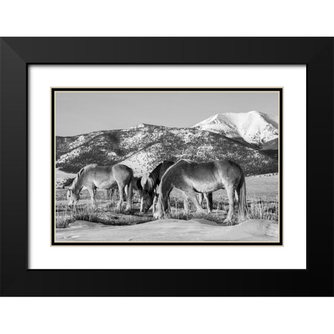 USA-Colorado-Westcliffe Music Meadows Ranch Herd of horses with Rocky Mountains in the distance Black Modern Wood Framed Art Print with Double Matting by Hopkins, Cindy Miller