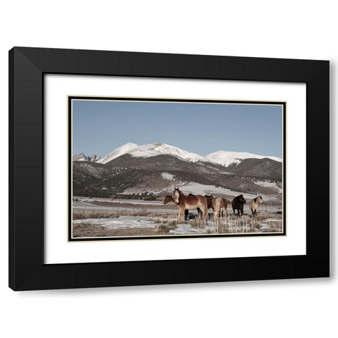USA-Colorado-Music Meadows Ranch Herd of horses with Rocky Mountains in the distance Black Modern Wood Framed Art Print with Double Matting by Hopkins, Cindy Miller